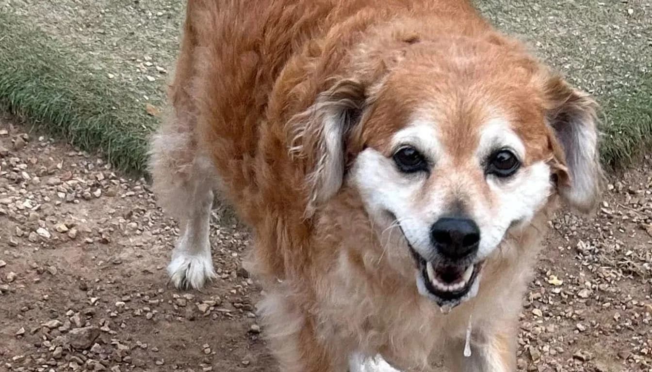 Why Some Dogs Ignore Commands outside the House (And How Trainers Fix It)