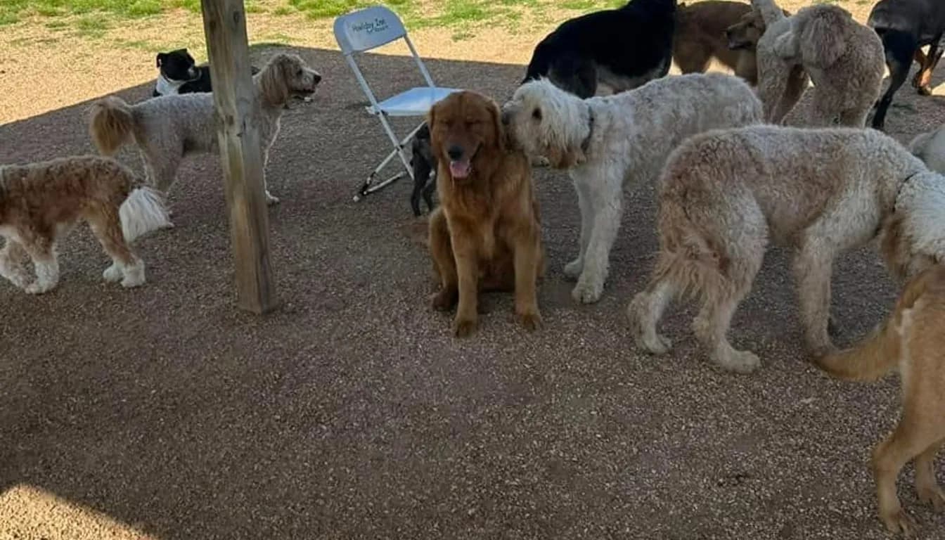 Dog at Howliday Inn Pet Resort — is Dog Boarding Stressful for Pets? How Pet Resorts Reduce Anxiety