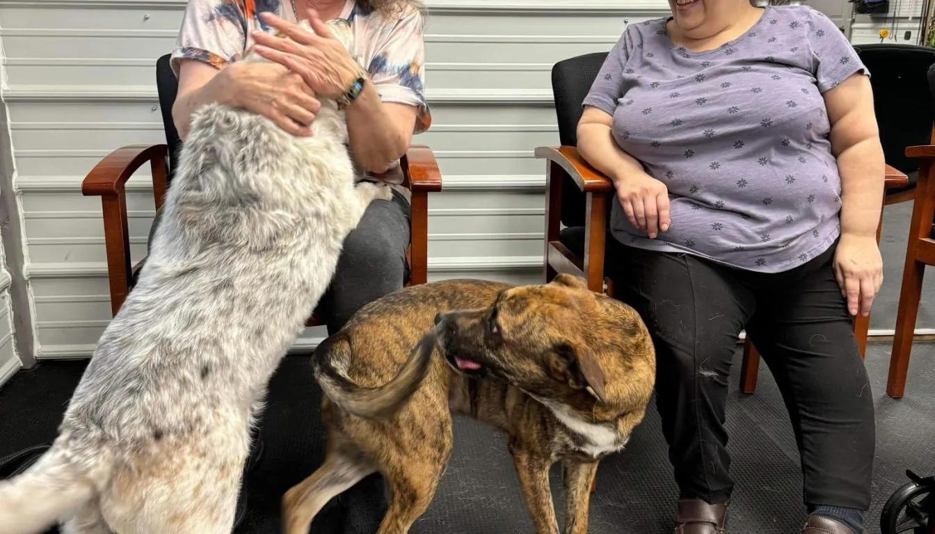 Dog at Howliday Inn Pet Resort — tip 5: Hydration and Cooling Care