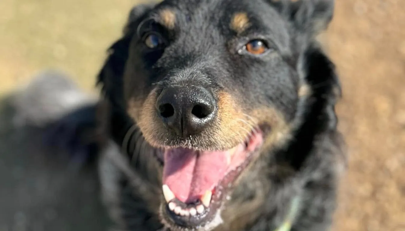 Is Group Play Right for Your Dog in 2026? Signs to Look For