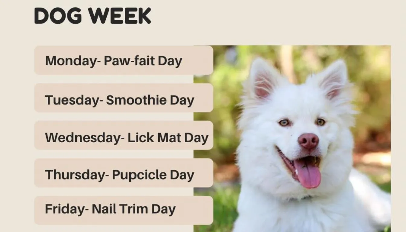 Dog at Howliday Inn Pet Resort — handler Education