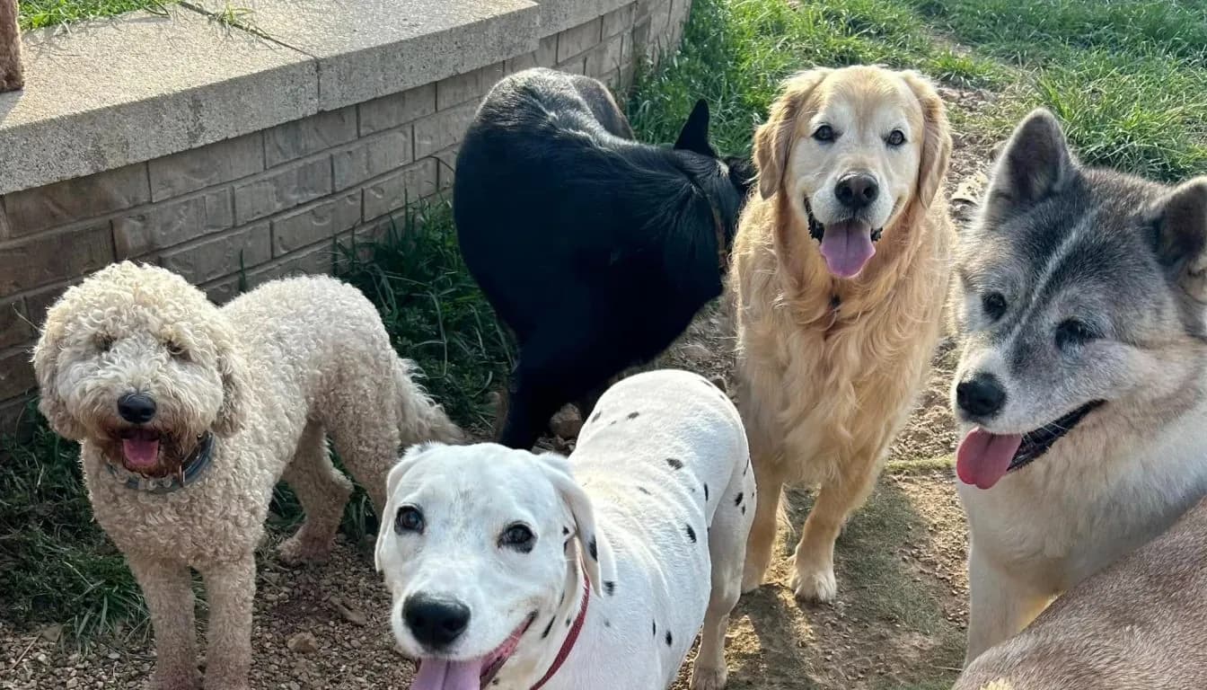 Can Dogs from the Same Family Stay Together During Boarding?