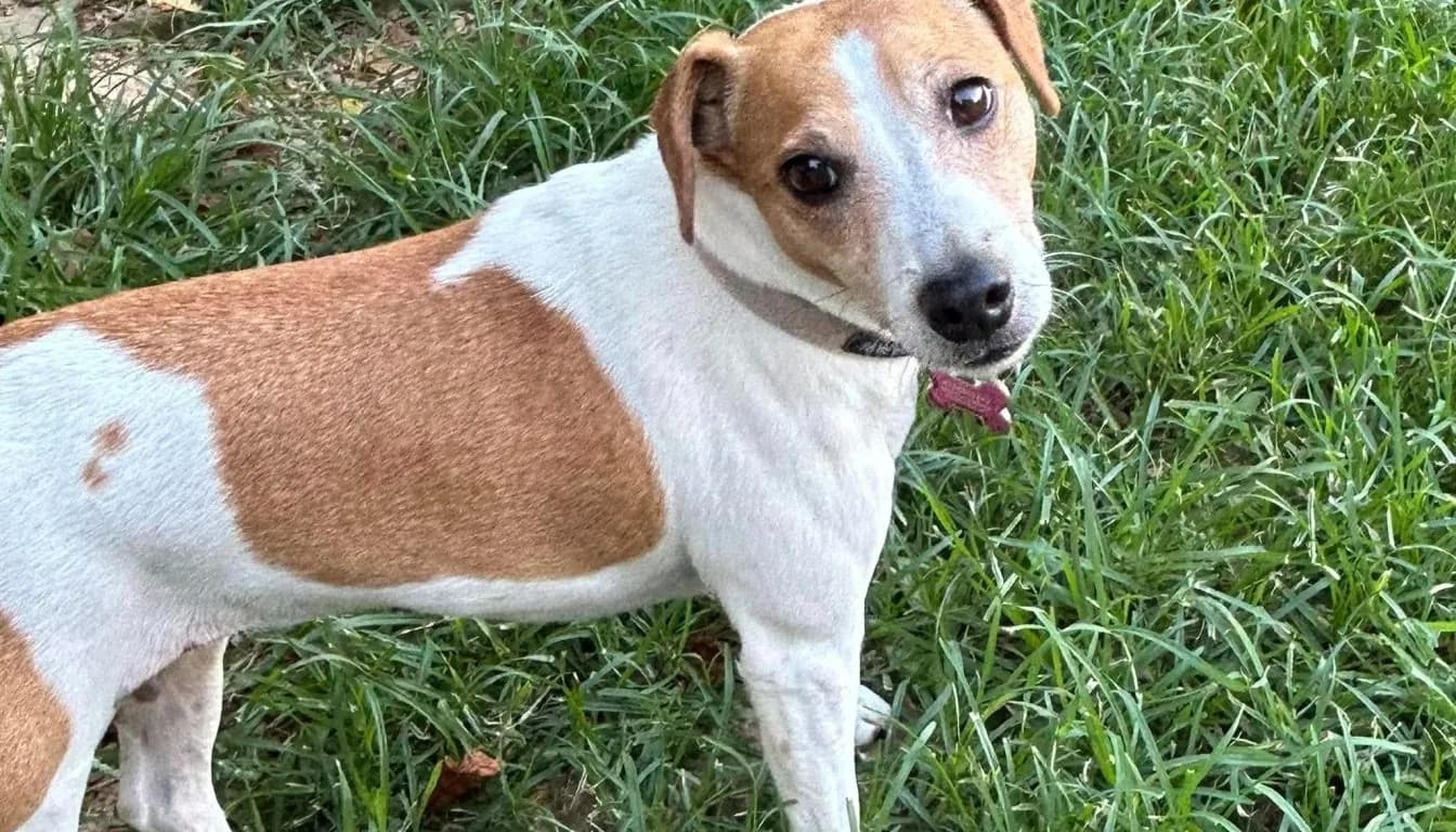 Dog at Howliday Inn Pet Resort — the Rise of “Petcation Planning”: How to Prepare Your Dog for Boarding in 2026