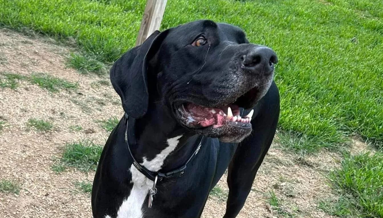 Dog at Howliday Inn Pet Resort — the “Doorbell Disaster”: Training Your Dog to Stop Going Crazy When Guests Arrive
