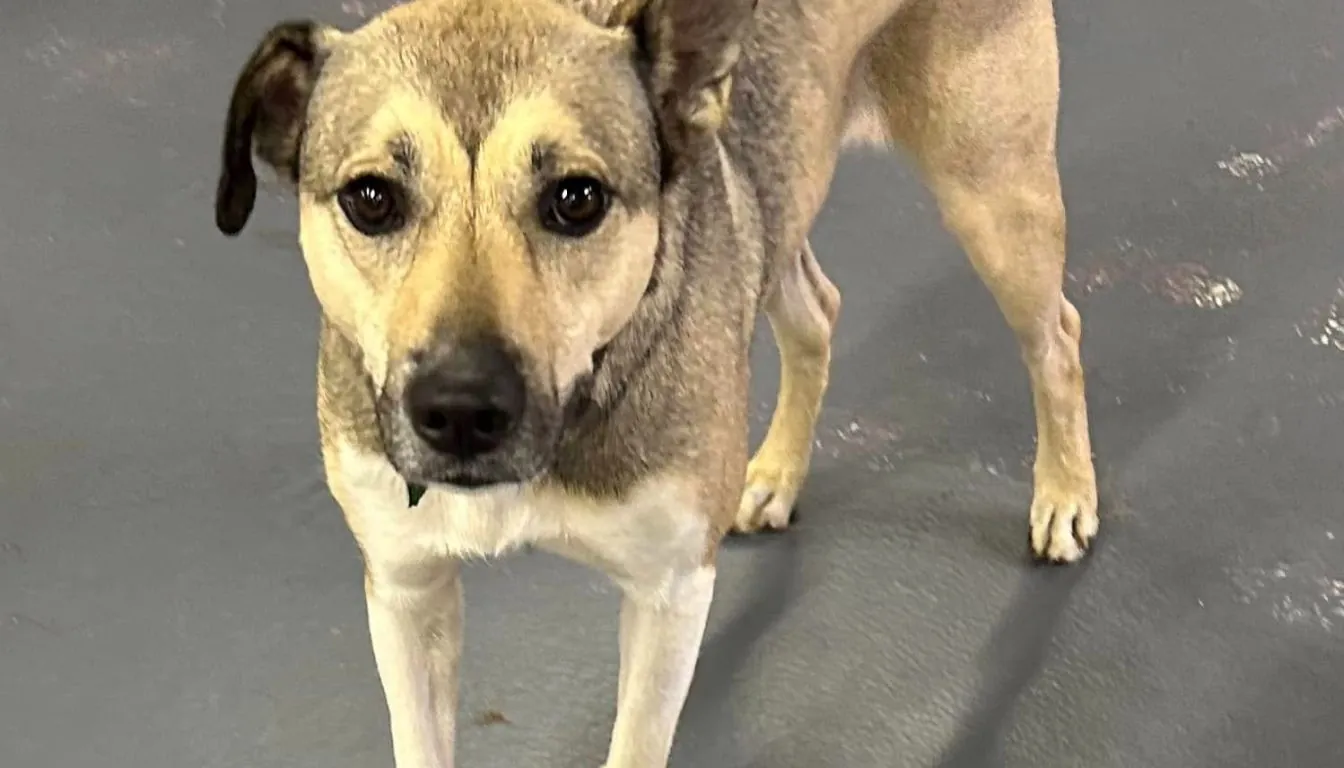Dog at Howliday Inn Pet Resort — training High-Energy Dogs without Exhausting Yourself