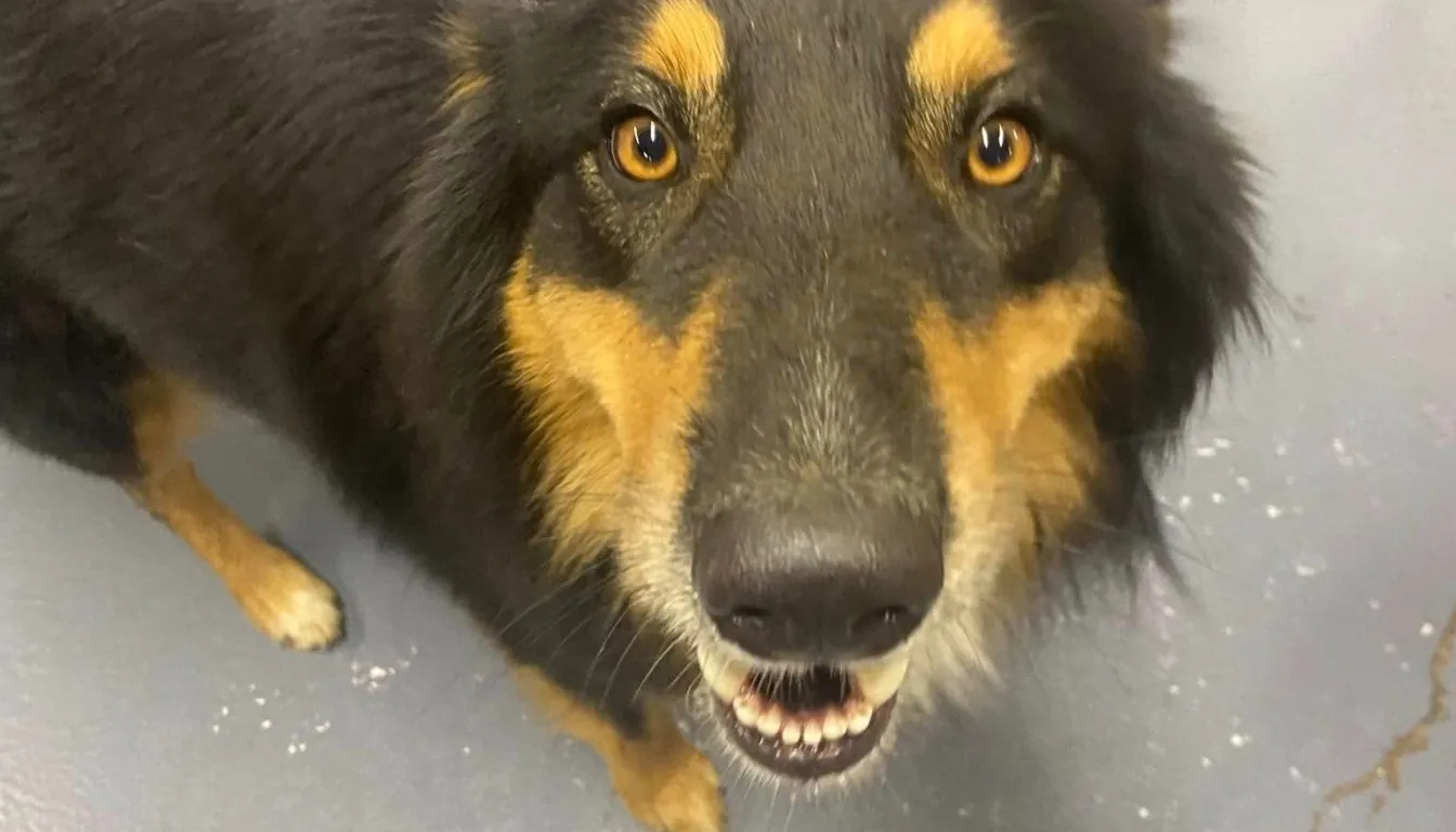 Dog at Howliday Inn Pet Resort — training Dogs to Stay Calm around Kids, Guests, and Other Pets