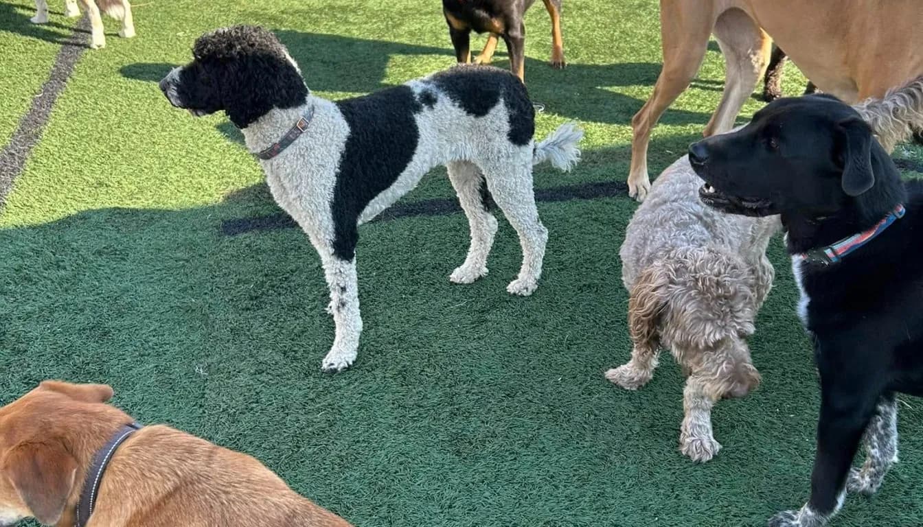 Dog at Howliday Inn Pet Resort — what Makes a Dog Boarding Experience Stress-Free