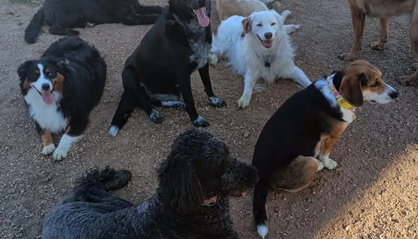 Dog at Howliday Inn Pet Resort — why Do Some Boarding Facilities Cost More Than Others