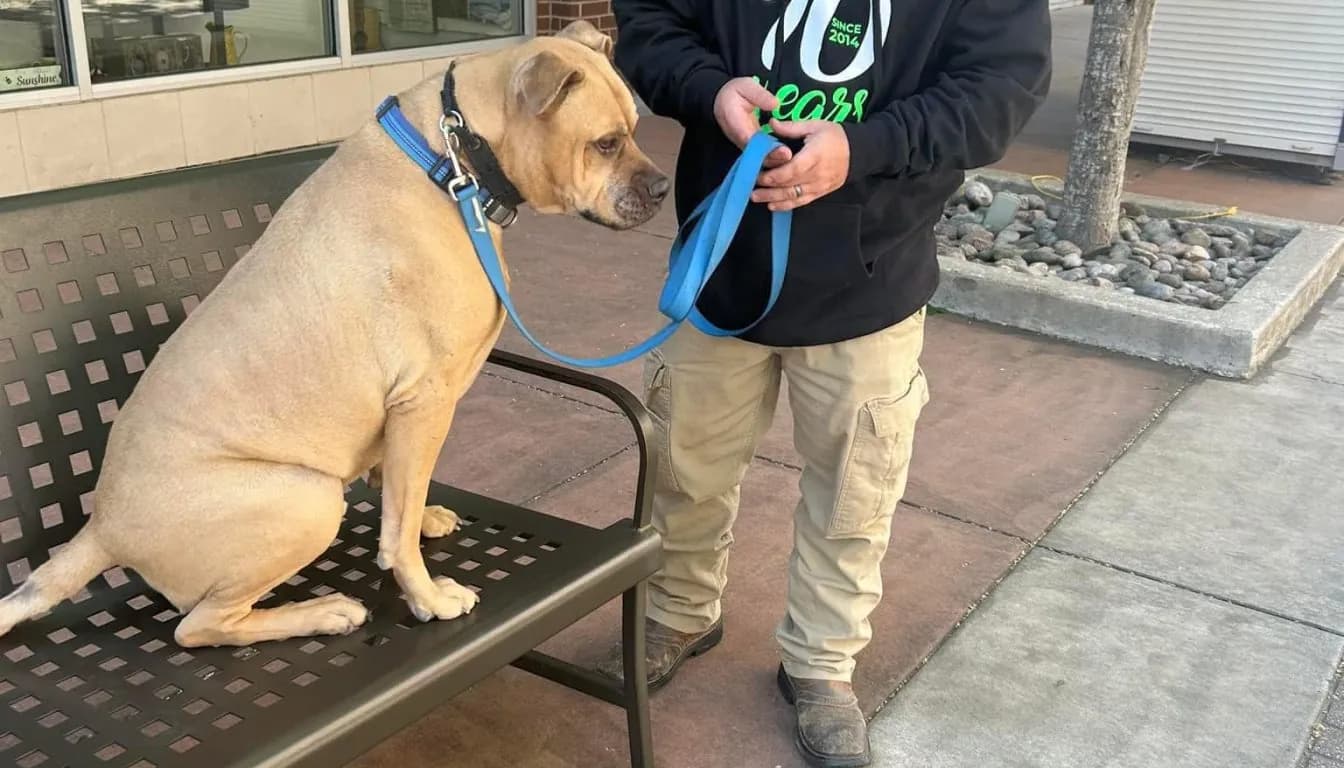Senior Dog Boarding in 2026: Specialized Care for Aging Pets