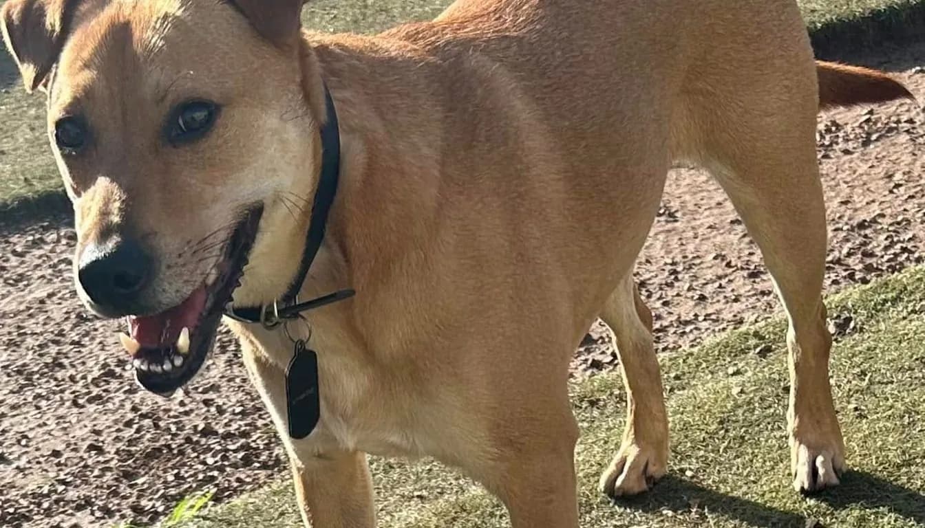 Why Dogs Pull on Leashes — And the Science-Based Way to Fix It