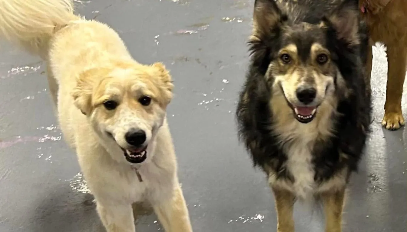 Dog at Howliday Inn Pet Resort — why Luxury Dog Boarding Is No Longer a “Luxury” in 2026