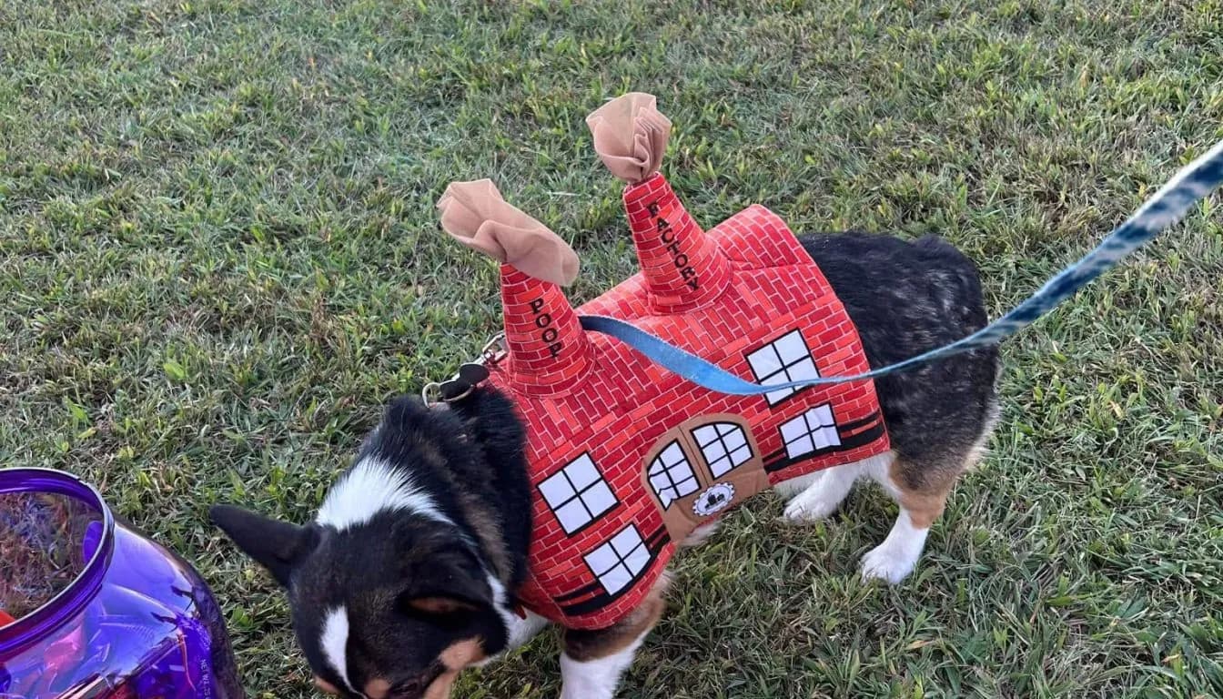 Dog at Howliday Inn Pet Resort — a Smart Planning Guide for Pet Parents Who Travel Regularly