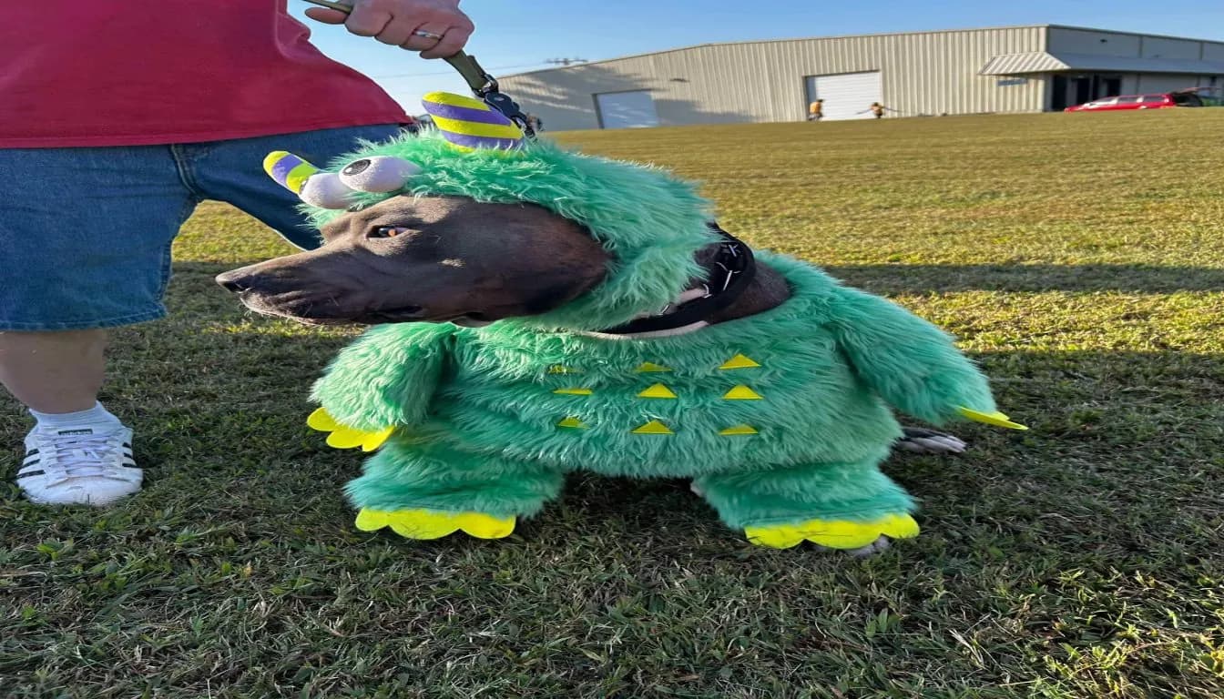 Why Luxury Dog Boarding Is No Longer a “Luxury” in 2026