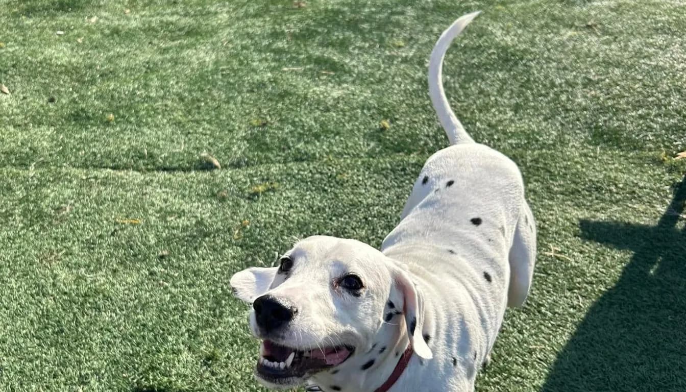 What Factors Determine the Cost of Overnight Dog Boarding?