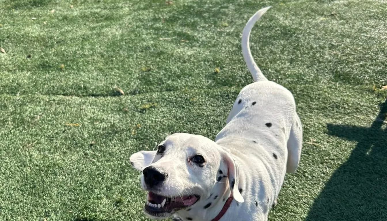 Dog at Howliday Inn Pet Resort — springfield’s Most Common Dog Behavior Problems (And How to Fix Them)
