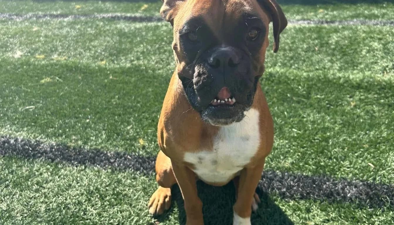 What Are the Most Important Signs of a Well-Run Dog Boarding Operation?