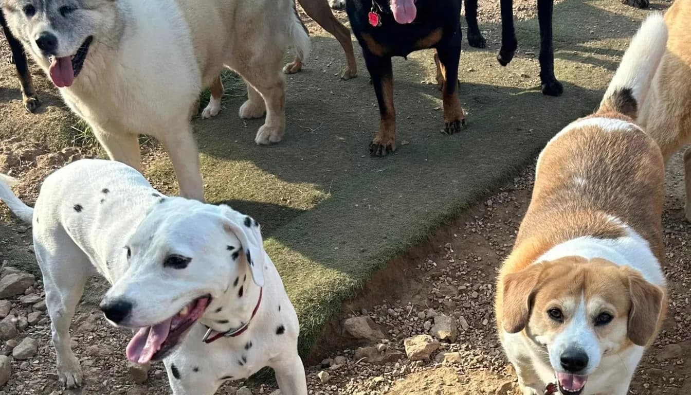 Dog at Howliday Inn Pet Resort — why Do Some Boarding Experiences Go Wrong