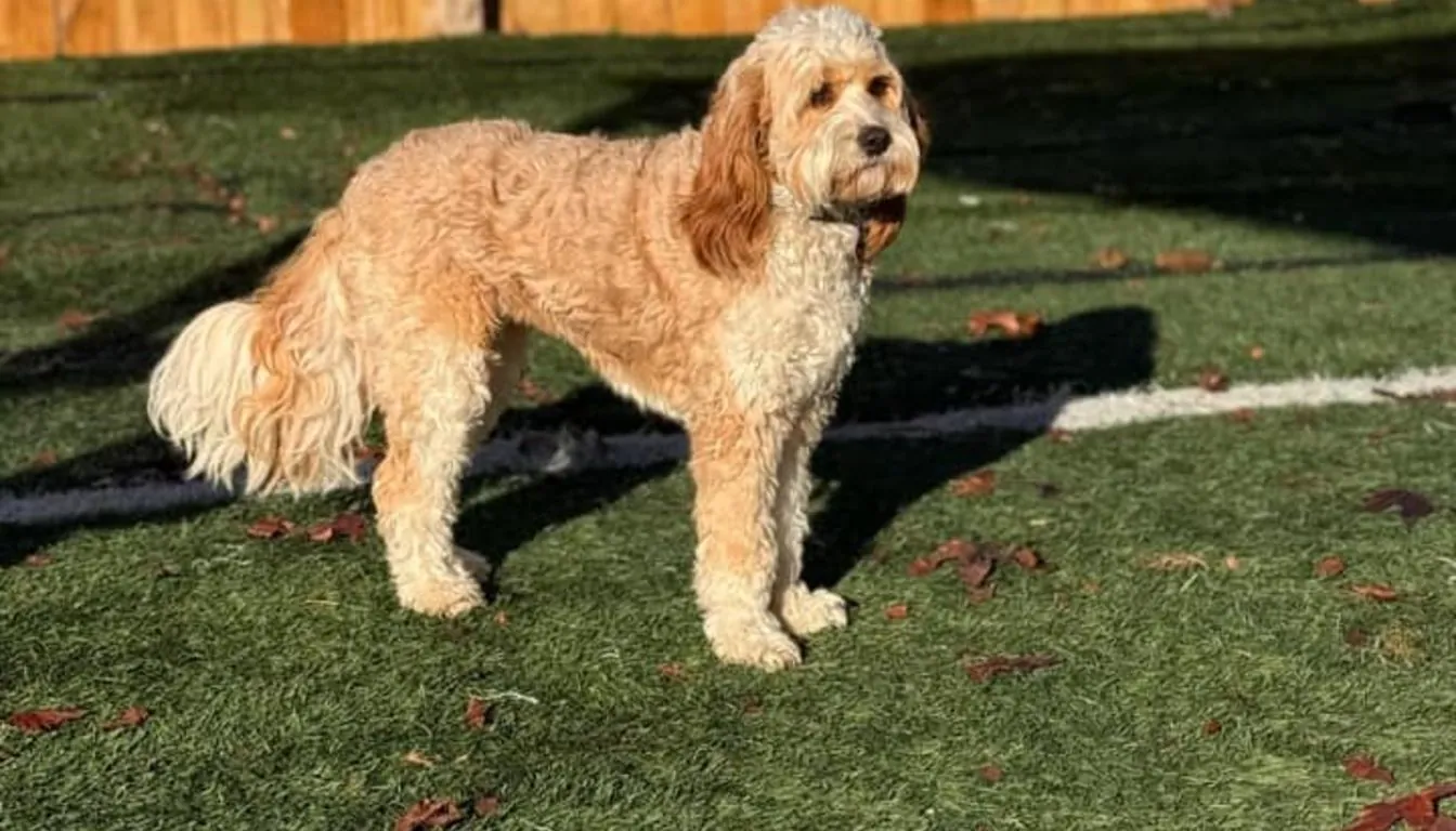Dog at Howliday Inn Pet Resort — what Is It Really Like for a Dog Staying at a Boarding Facility