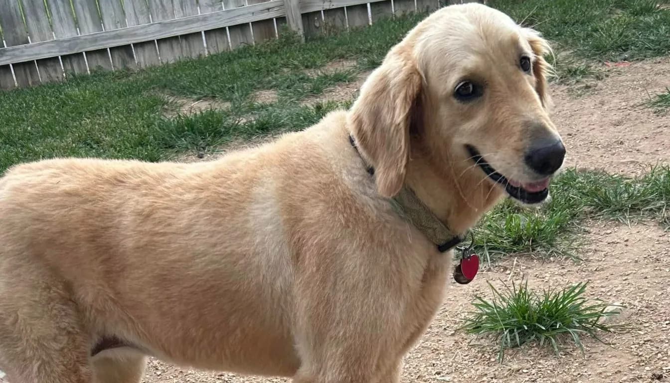 Dog at Howliday Inn Pet Resort — the Psychology of Stubborn Dogs: Training Strategies That Actually Work