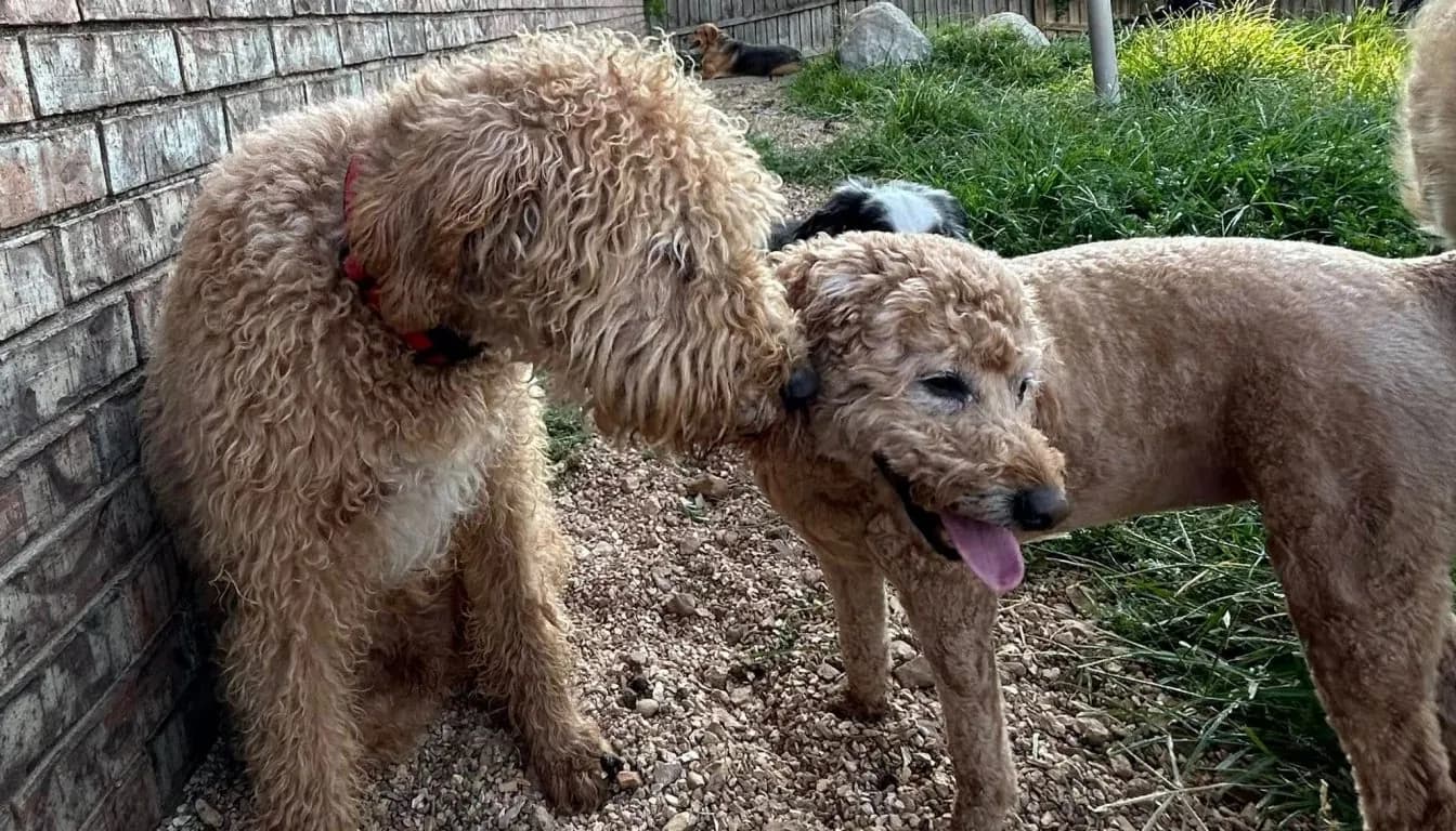 Dog at Howliday Inn Pet Resort — what’s the Difference between a Pet Resort and Traditional Dog Boarding