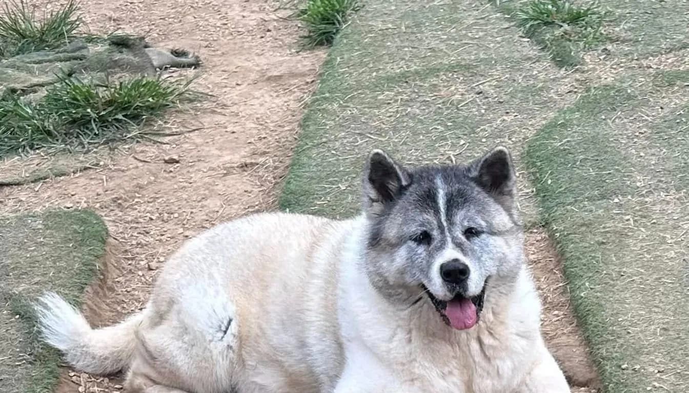 Training Dogs to Stay Calm around Kids, Guests, and Other Pets