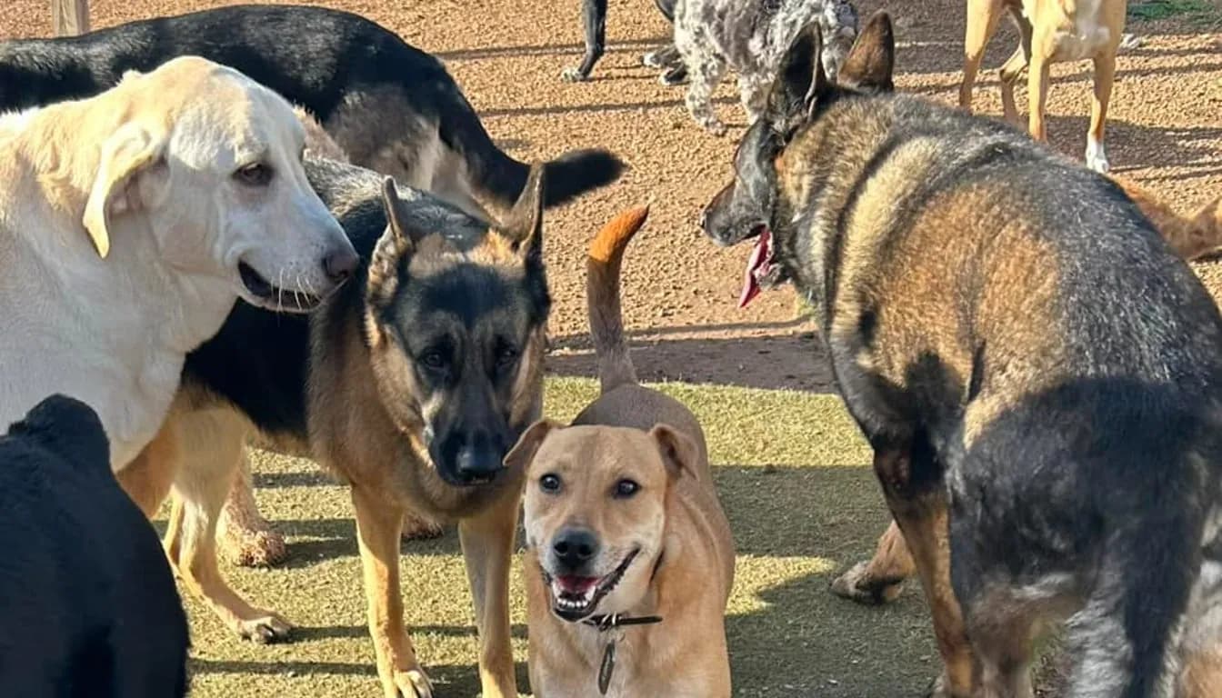 Dog at Howliday Inn Pet Resort — can Dogs from the Same Family Stay Together During Boarding