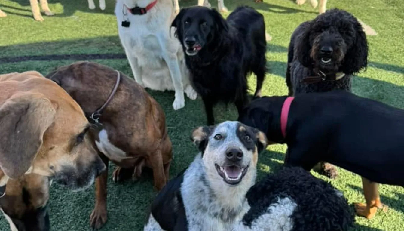 Dog at Howliday Inn Pet Resort — how Often Do Dogs Go Outside During a Boarding Stay