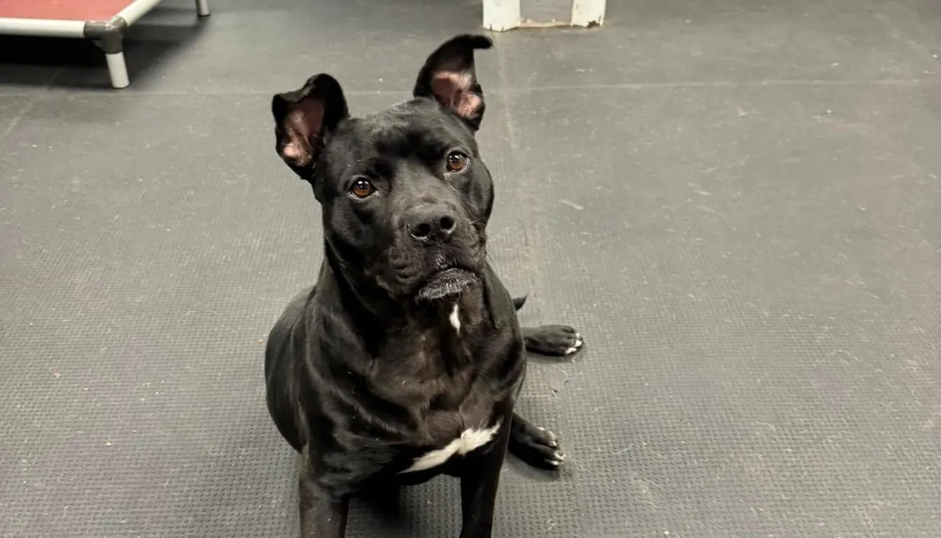 What Should You Look for in a Dog Boarding Facility Near Springfield, MO?