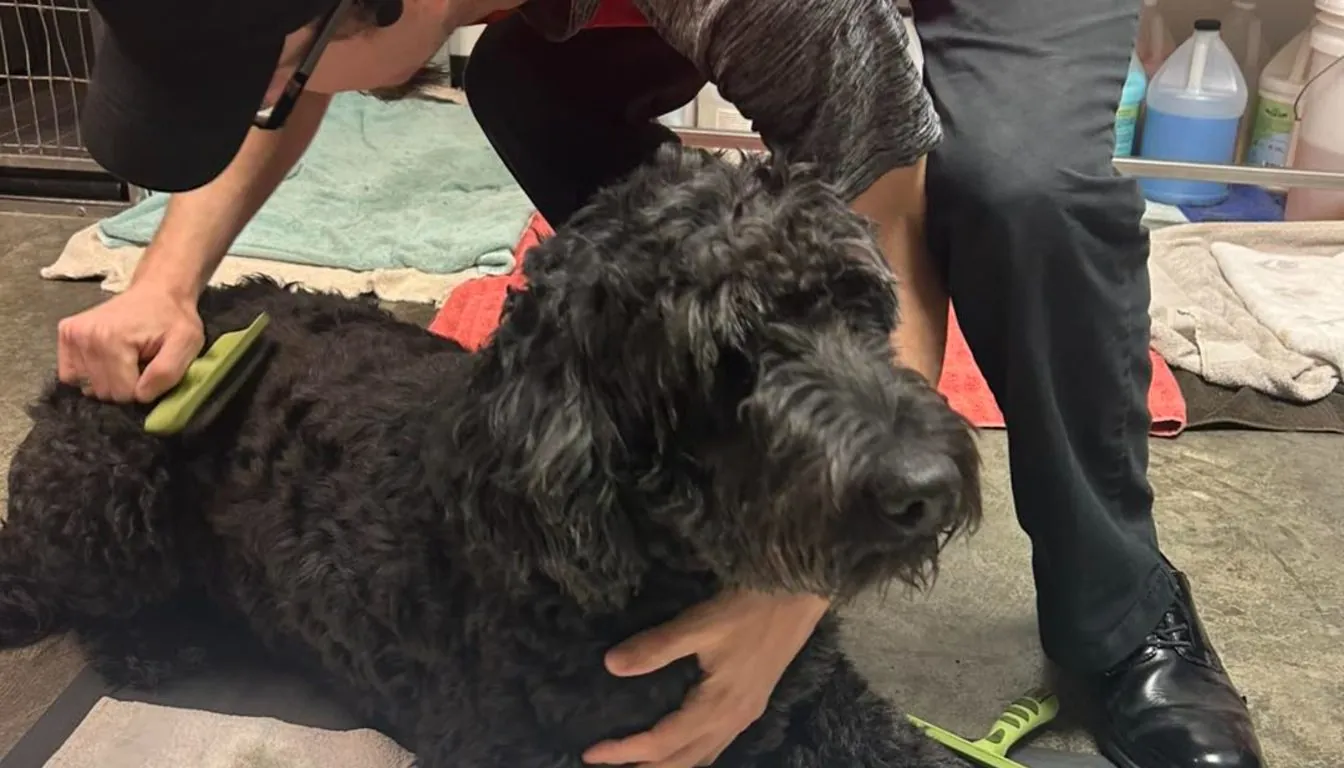 Dog at Howliday Inn Pet Resort — professional, Compassionate Staff Who Truly Care