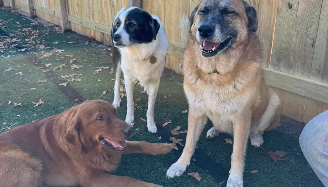 Dog at Howliday Inn Pet Resort — what Kind of Experience Should You Expect From a Top-Tier Boarding Facility
