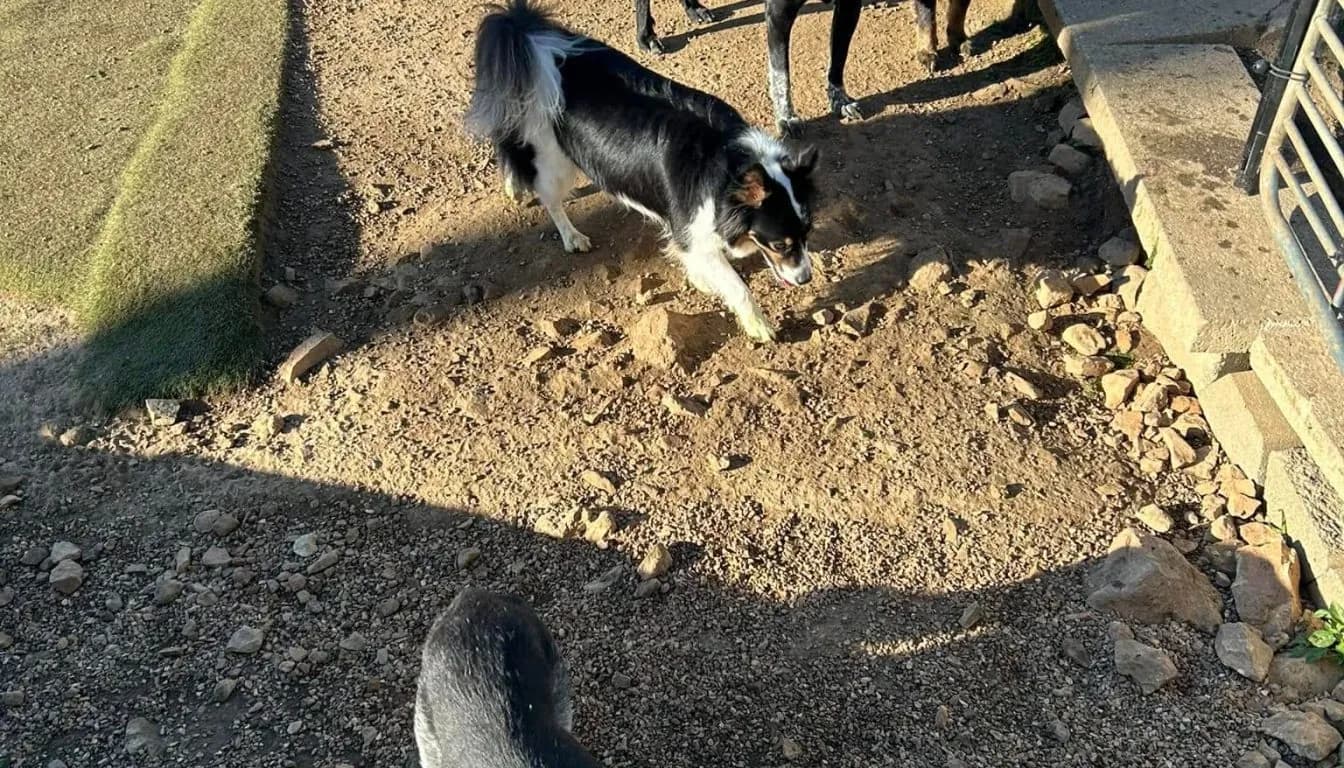 Dog at Howliday Inn Pet Resort — why Do Some Dogs Get Anxious When Boarding Away From Home