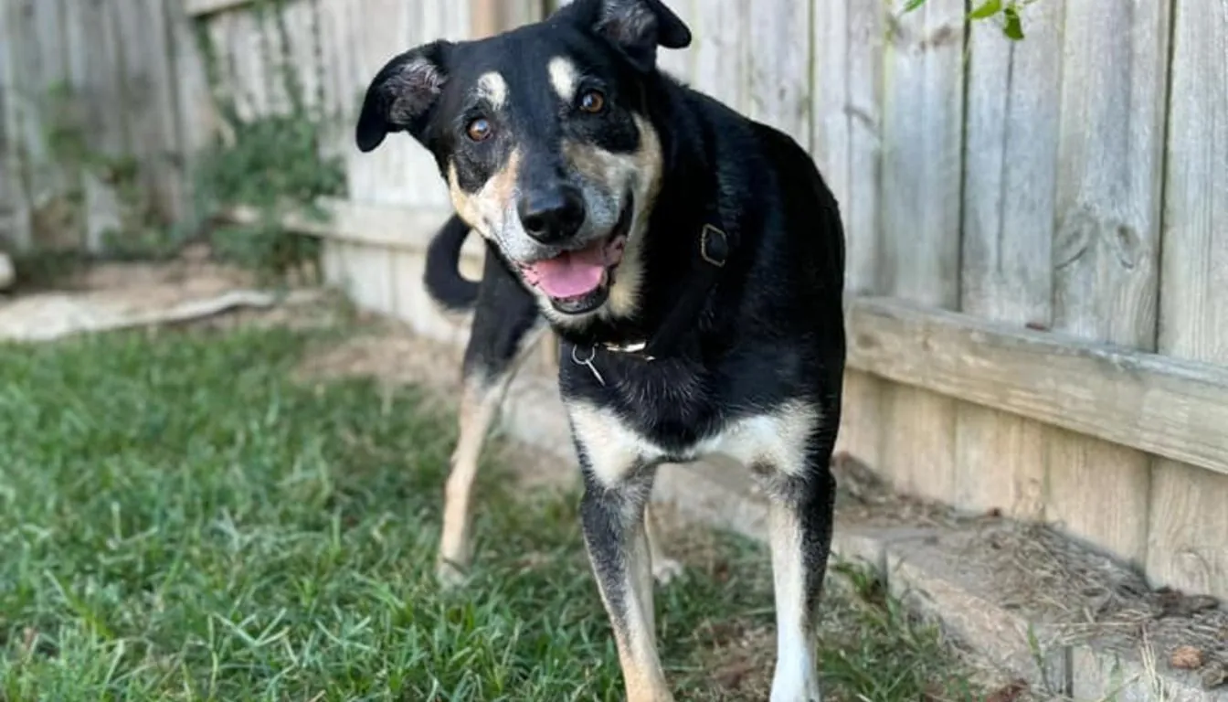Dog at Howliday Inn Pet Resort — why Do Dogs Come Back Stressed From Some Facilities