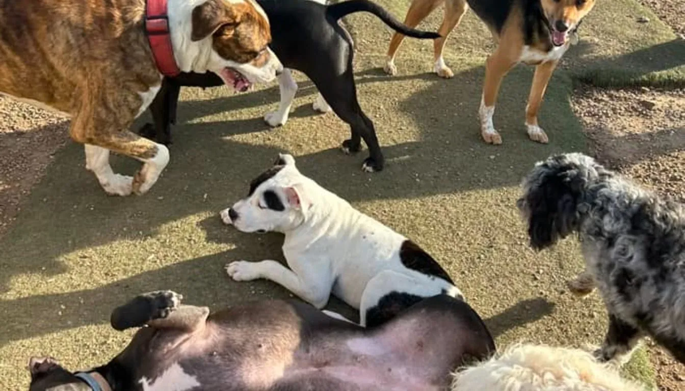 What a Day at Howliday Inn Pet Resort Looks Like in 2026