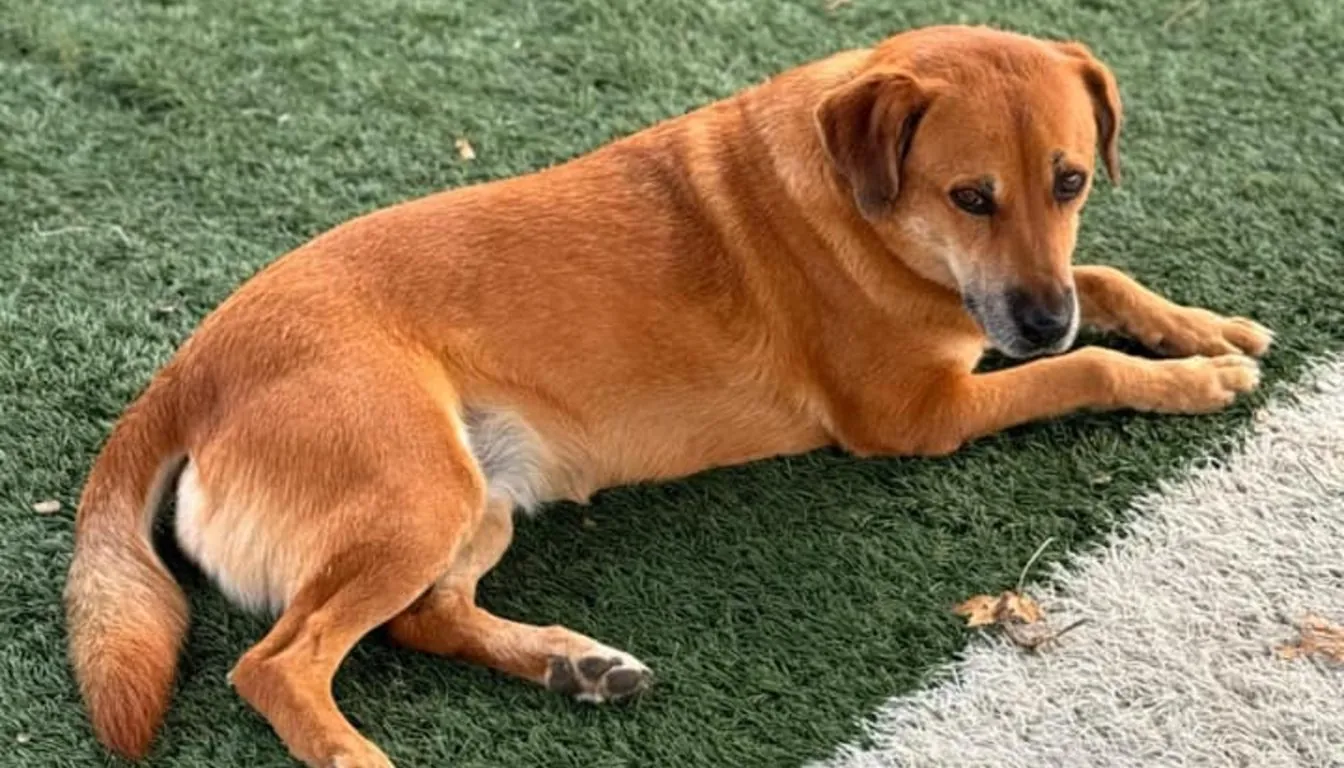 Dog at Howliday Inn Pet Resort — puppy Biting and Nipping: What Springfield Dog Owners Should Do Right Away