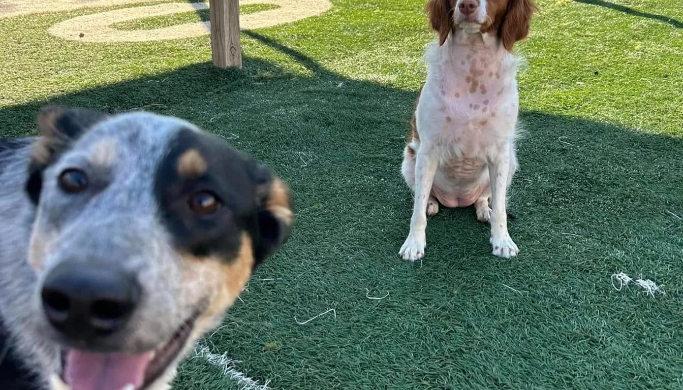 What Should You Bring When Boarding Your Dog?
