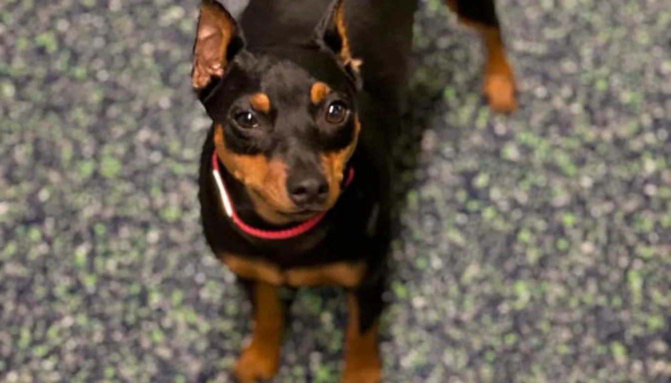 Puppy Biting and Nipping: What Springfield Dog Owners Should Do Right Away