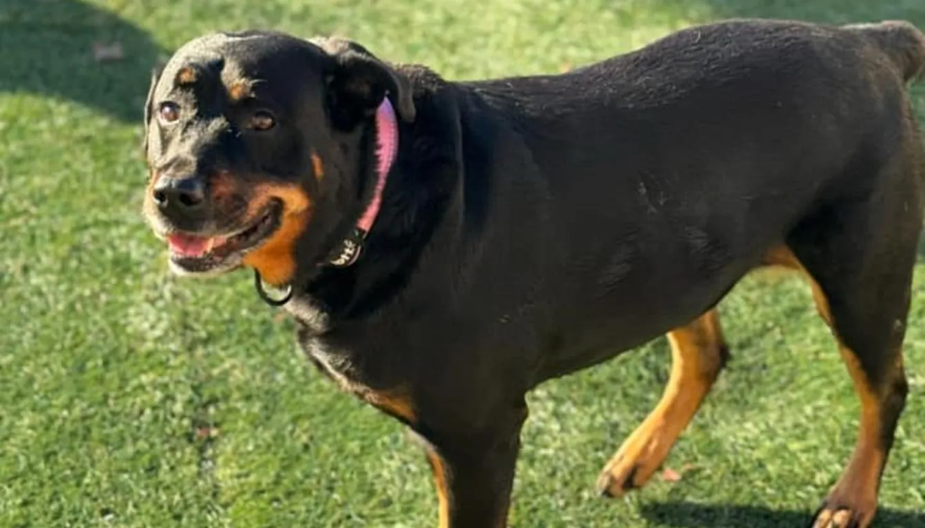 Impulse Control Training: The Secret Skill Most Dog Owners Skip