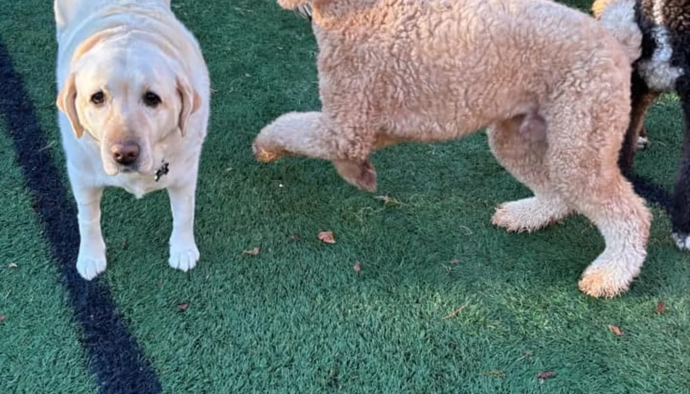 Dog at Howliday Inn Pet Resort — safety and Cleanliness You Can Trust
