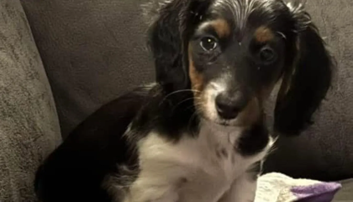 What Is It Really Like for a Dog Staying at a Boarding Facility?