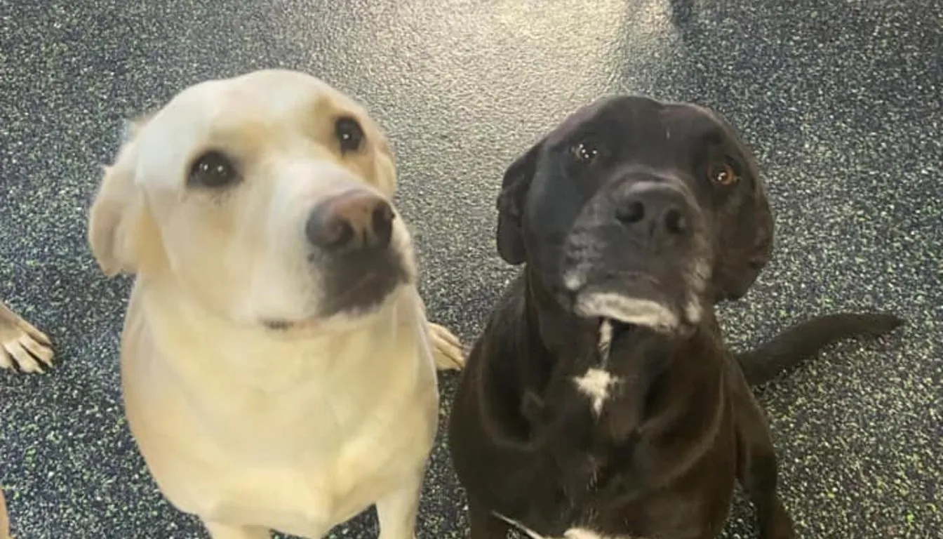 Is Dog Boarding Safe for Your Dog?