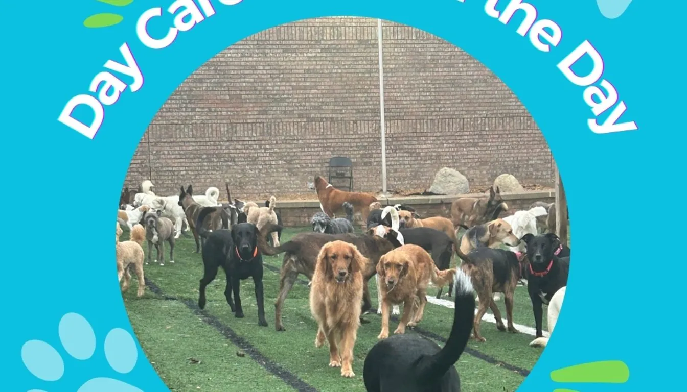 Dog at Howliday Inn Pet Resort — week 3: Advanced Obedience and Real-Life Scenarios