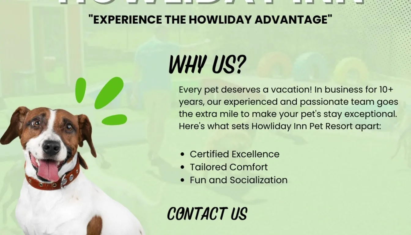 Dog at Howliday Inn Pet Resort — “Perfect for Senior Dogs” – Amy R., Springfield
