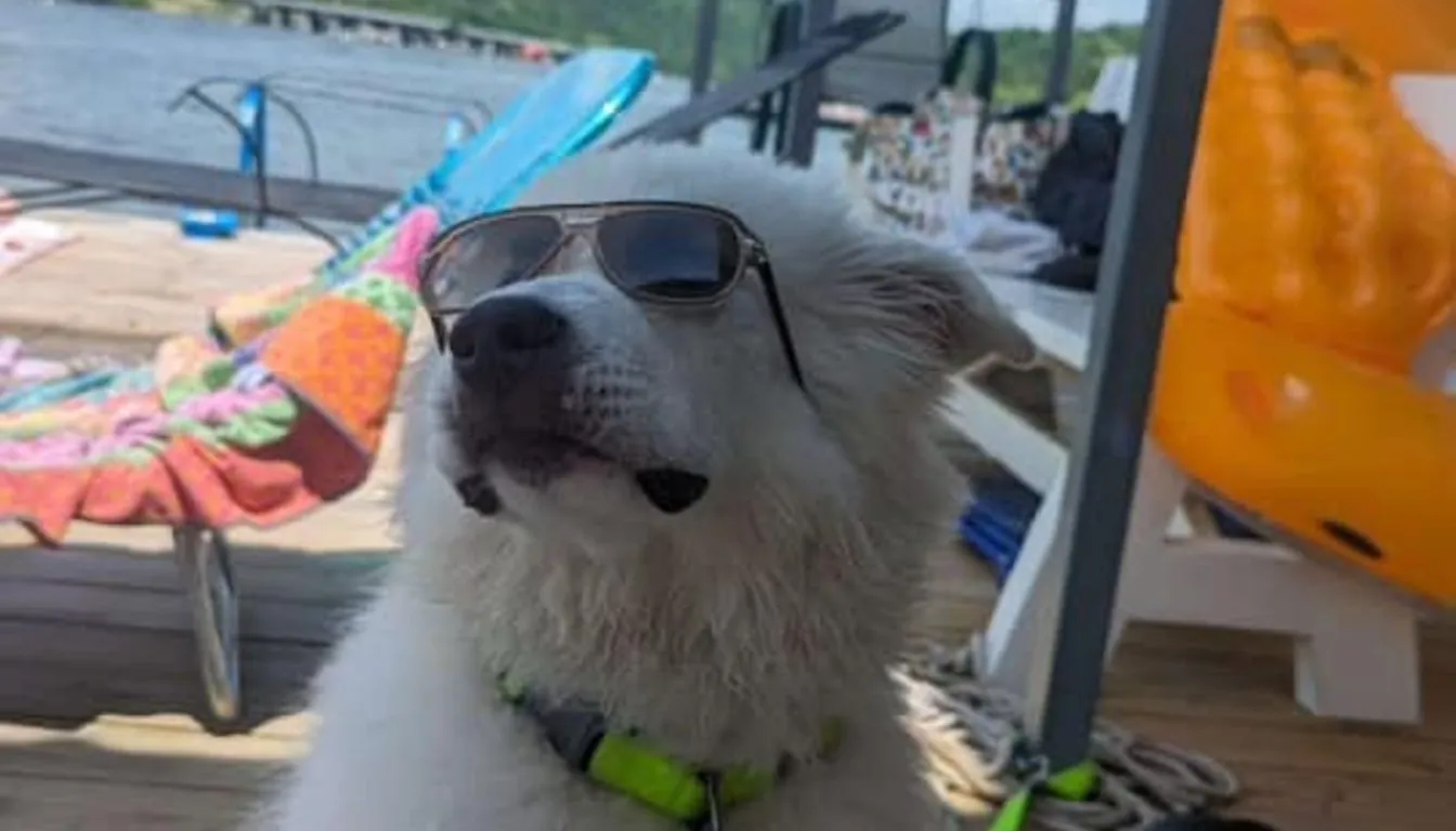 Dog at Howliday Inn Pet Resort — board & Train in Springfield: Is It Worth It for Busy Dog Owners