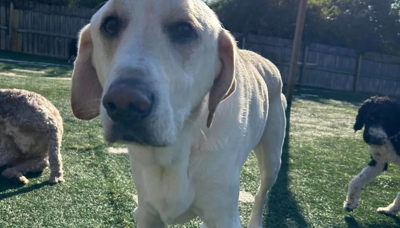 What Makes a Dog Boarding Experience Stress-Free?