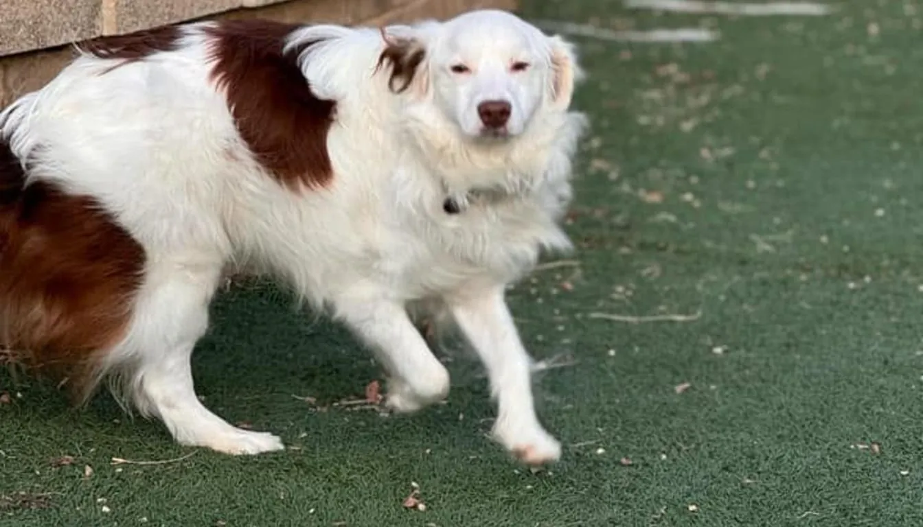 Dog at Howliday Inn Pet Resort — what Separates an Exceptional Boarding Experience from an Average One