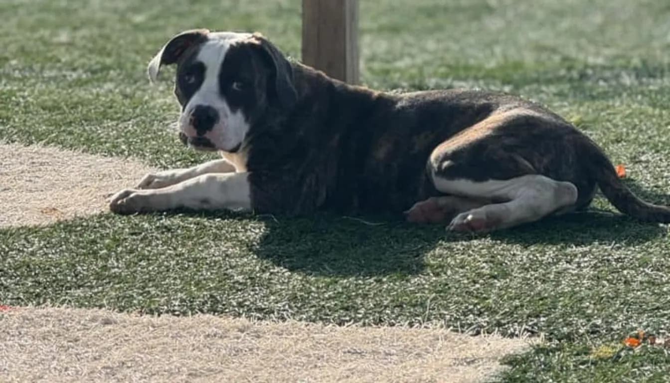 Dog at Howliday Inn Pet Resort — how Structured Boarding & Training Programs Transform Dog Behavior