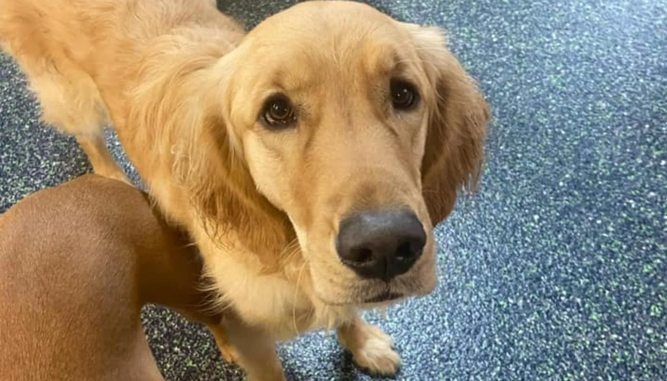 Is Dog Boarding Worth the Cost Compared to Alternatives?