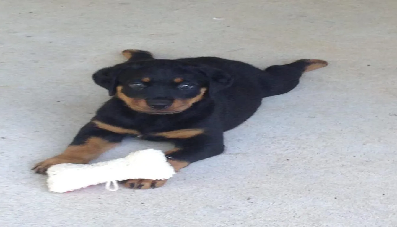 The Rise of “Petcation Planning”: How to Prepare Your Dog for Boarding in 2026