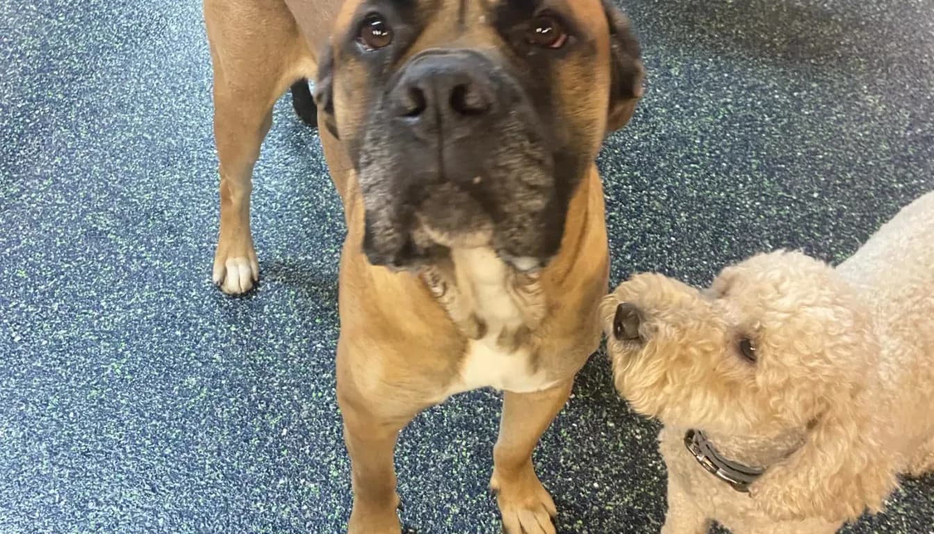 Dog at Howliday Inn Pet Resort — is Dog Boarding Worth the Cost Compared to Alternatives