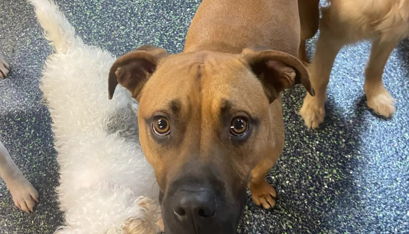 Dog at Howliday Inn Pet Resort — luxury boarding vs. Standard Kennels: What’s the Difference